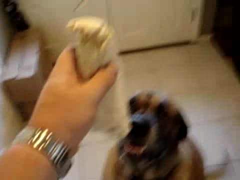 Dog Eating Burrito